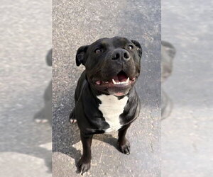Mutt Dogs for adoption in Matawan, NJ, USA