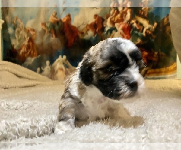 Medium Photo #16 Shih-Poo-Zuchon Mix Puppy For Sale in GALENA, NV, USA