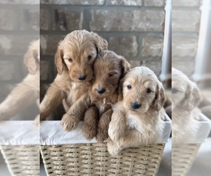 Goldendoodle Puppy for sale in FORT WORTH, TX, USA