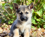 Puppy Burgundy German Shepherd Dog-Siberian Husky Mix