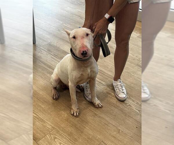 Medium Photo #1 Bull Terrier Puppy For Sale in Pearland, TX, USA