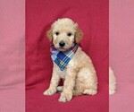 Small #2 Goldendoodle