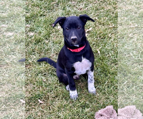 Medium Photo #3 Mutt Puppy For Sale in Sandy, UT, USA