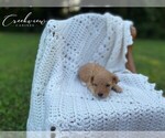 Small Photo #6 Poodle (Toy) Puppy For Sale in NIANGUA, MO, USA