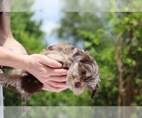 Medium Photo #3 ShihPoo Puppy For Sale in DYERSBURG, TN, USA