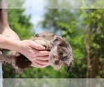 Small #2 ShihPoo