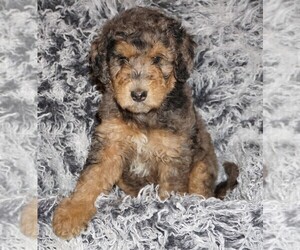 Labradoodle Puppy for sale in LA HABRA, CA, USA