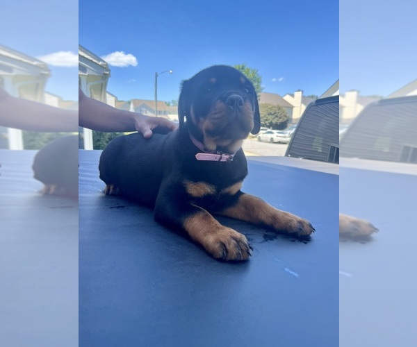 Medium Photo #3 Rottweiler Puppy For Sale in MCLEANSVILLE, NC, USA