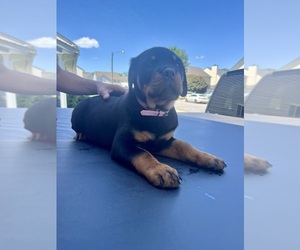 Medium Rottweiler