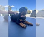 Puppy Pink Rottweiler