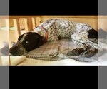 Small Photo #2 German Shorthaired Pointer-Unknown Mix Puppy For Sale in Galveston, TX, USA