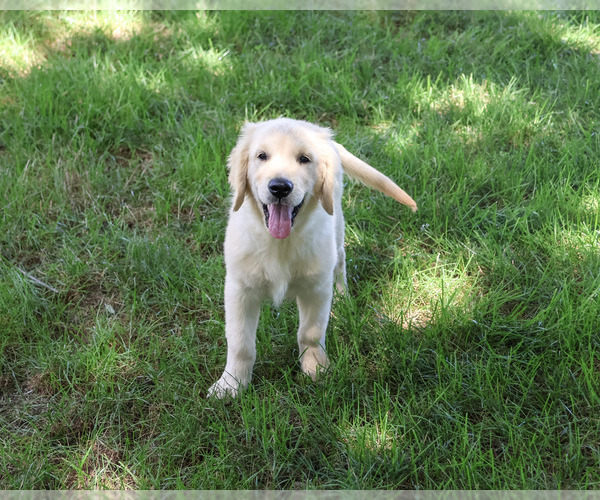 Medium Photo #6 Golden Retriever Puppy For Sale in SYRACUSE, IN, USA