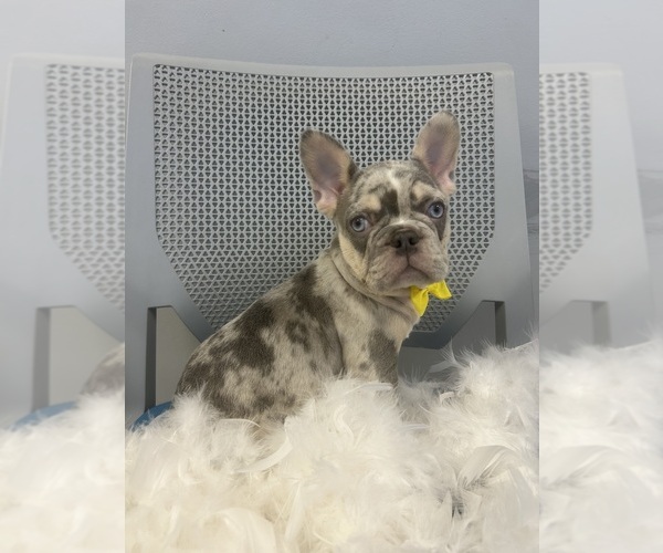 Medium Photo #1 French Bulldog Puppy For Sale in RANDOLPH, MA, USA