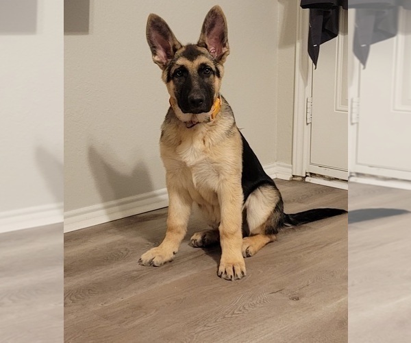 Medium Photo #1 German Shepherd Dog Puppy For Sale in AZLE, TX, USA