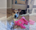 Small #3 German Shepherd Dog Mix