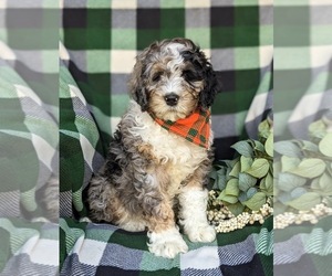 Bernedoodle (Miniature) Puppy for sale in RISING SUN, MD, USA
