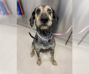 Poodle (Standard)-Unknown Mix Dogs for adoption in Fairbanks, AK, USA