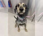 Small Poodle (Standard) Mix