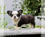 Small French Bulldog