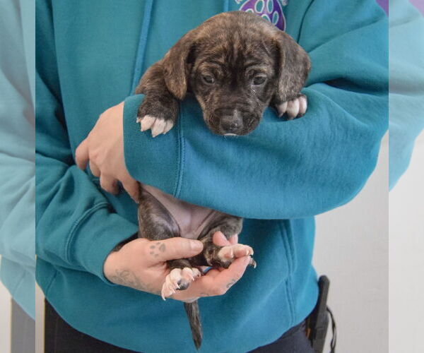 Medium Photo #3 Beagle-Unknown Mix Puppy For Sale in Huntley, IL, USA