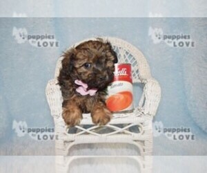 Poodle (Toy)-Yorkshire Terrier Mix Puppy for sale in SANGER, TX, USA