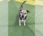 Small #1 Labrador Retriever Mix
