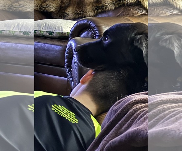 Medium Photo #2 Great Pyrenees-Unknown Mix Puppy For Sale in Uwchlan, PA, USA