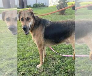 German Shepherd Dog Dogs for adoption in Camarillo, CA, USA