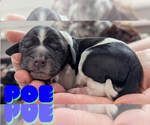 Puppy 5 English Springer Spaniel