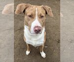 Small #13 Australian Shepherd-Catahoula Leopard Dog Mix