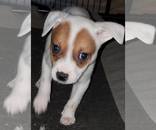 Medium Photo #15 Mutt Puppy For Sale in Spring, TX, USA