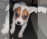 Small #14 Mutt