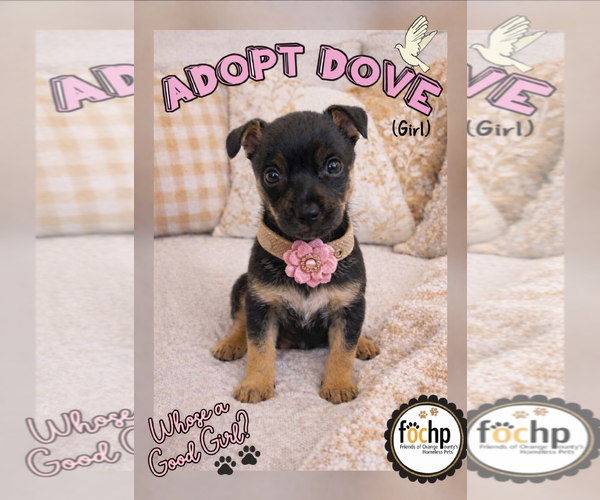 Medium Photo #1 Dachshund Puppy For Sale in Menifee, CA, USA