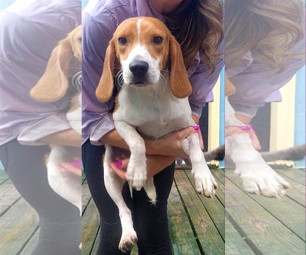 Medium Photo #4 Beagle Puppy For Sale in Murfreesboro, NC, USA