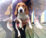 Small #3 Beagle