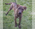 Small #3 Labrador Retriever-Plott Hound Mix