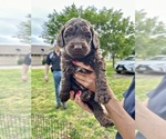 Small Photo #1 Double Doodle Puppy For Sale in LINDSAY, TX, USA