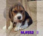 Small #4 Beagle