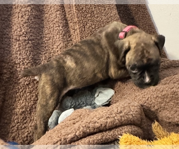 Medium Photo #3 Boxer Puppy For Sale in LANSING, MI, USA