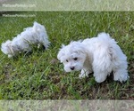 Small #3 Maltese