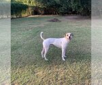 Small #4 Mutt