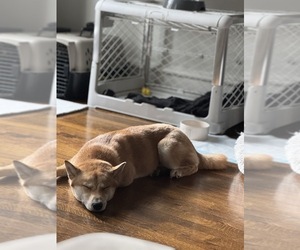 Shiba Inu Puppy for Sale in NEW YORK, New York USA