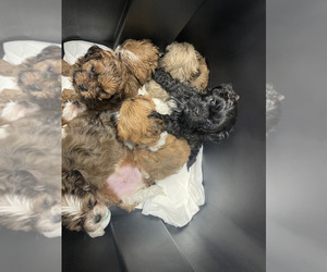 Shih-Poo Litter for sale in CYPRESS, TX, USA