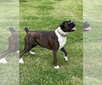 Small Photo #1 Boxer Puppy For Sale in CANTON, TX, USA