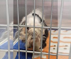 Shih Tzu Dogs for adoption in Decatur, IL, USA