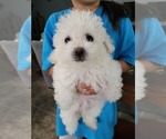 Small Photo #1 Poodle (Toy) Puppy For Sale in SPRING, TX, USA