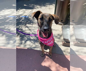 Holland Shepherd-Unknown Mix Dogs for adoption in La Verne, CA, USA