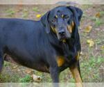 Small #1 Rottweiler Mix