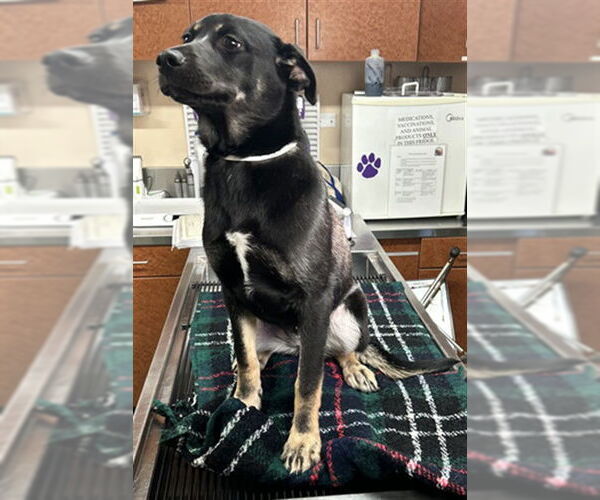 Medium Photo #2 German Shepherd Dog-Unknown Mix Puppy For Sale in Rancho Cucamonga, CA, USA