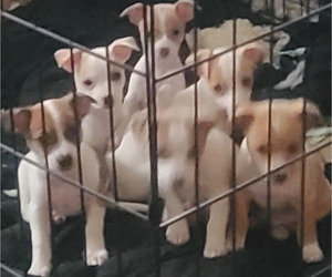 Chihuahua Puppy for sale in VAN DYNE, WI, USA